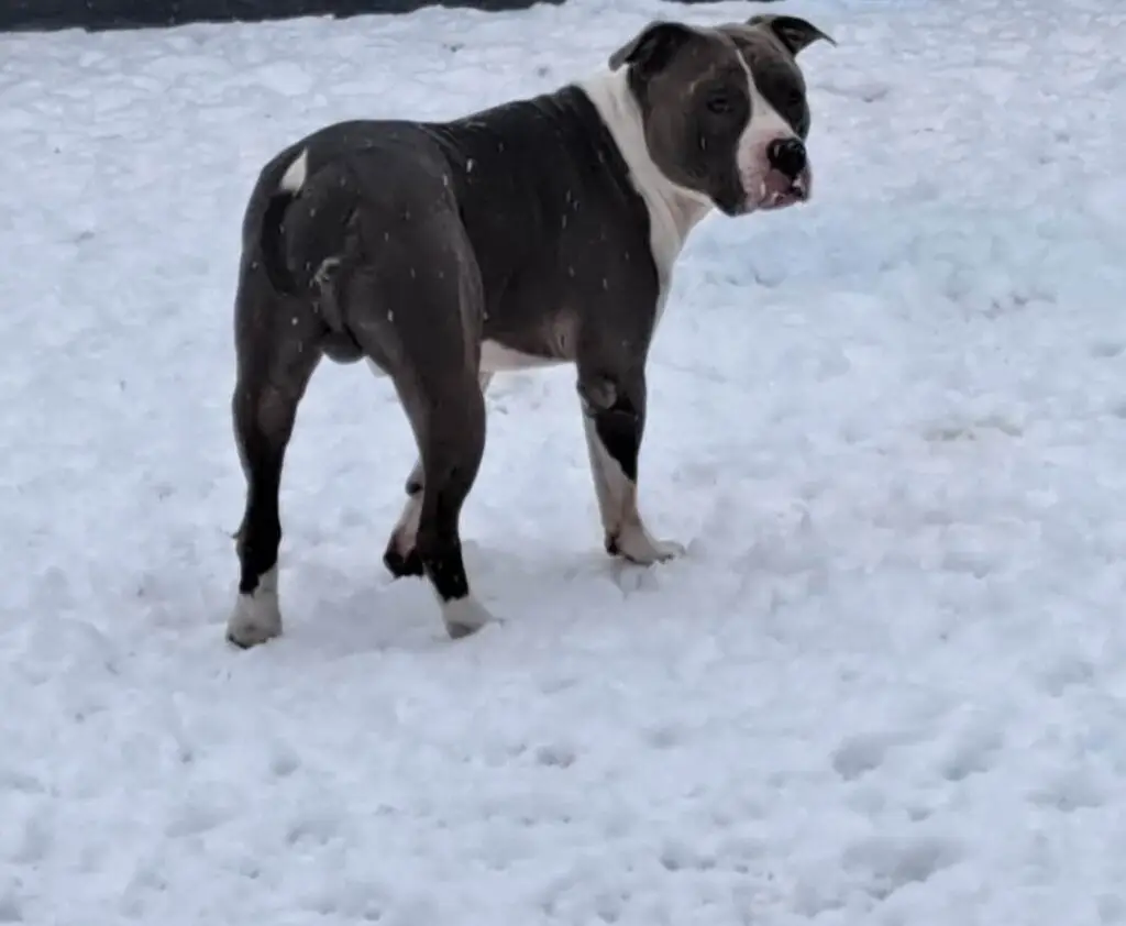 Blue verwonderd in de sneeuw