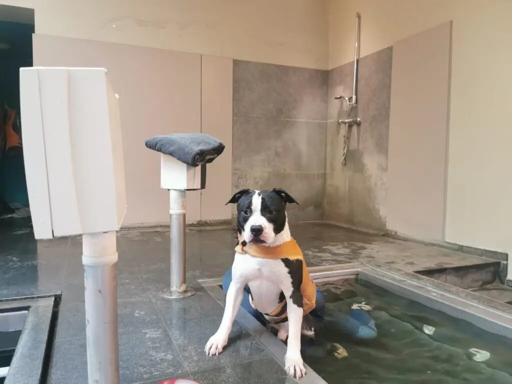 Blacky op zwemtherapie