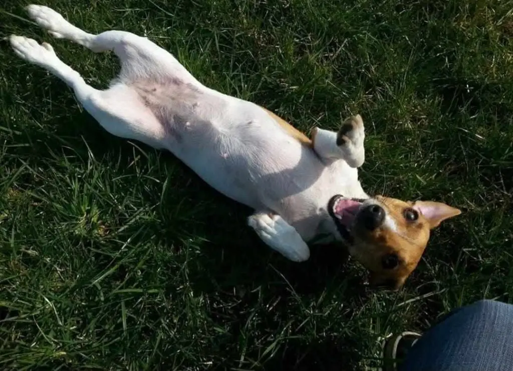 Aussie op haar rug in het gras