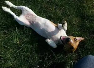 Aussie op haar rug in het gras