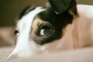 Onzekere Jack Russel Hond