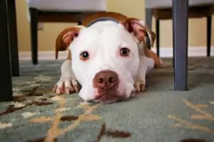 gezonde hond