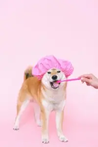 Tanden poetsen van een hond