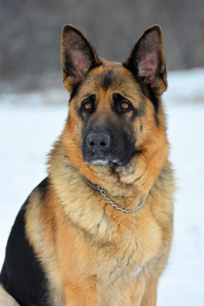 Duitse Herder Portret Sneeuw