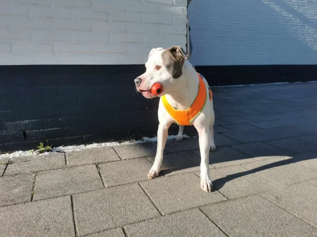 White met KONG speelgoed voor honden