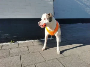 White laat de Kong niet los