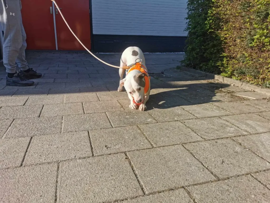 White probeert de Kong kapot te maken