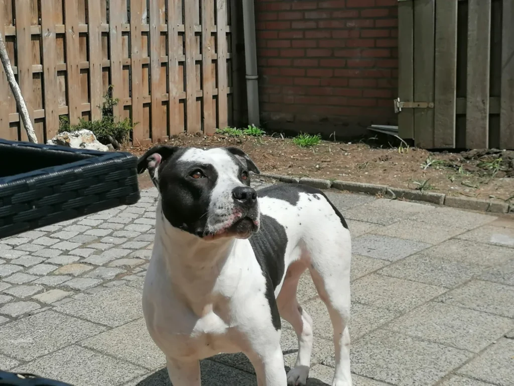 Baja In De Tuin