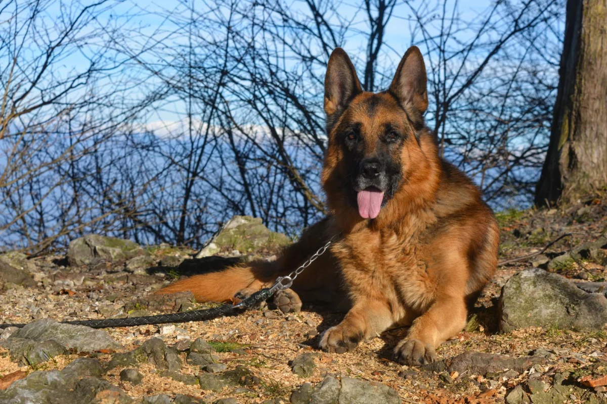 Duitse Herder Op Een Berg