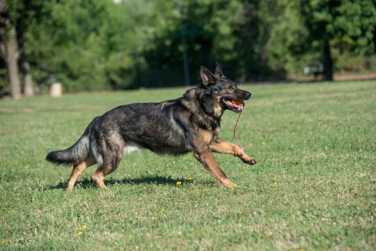 Duitse Herder Op Het Gras met Touwbal
