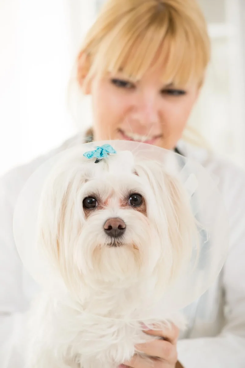 Maltezer Bij Dierenarts