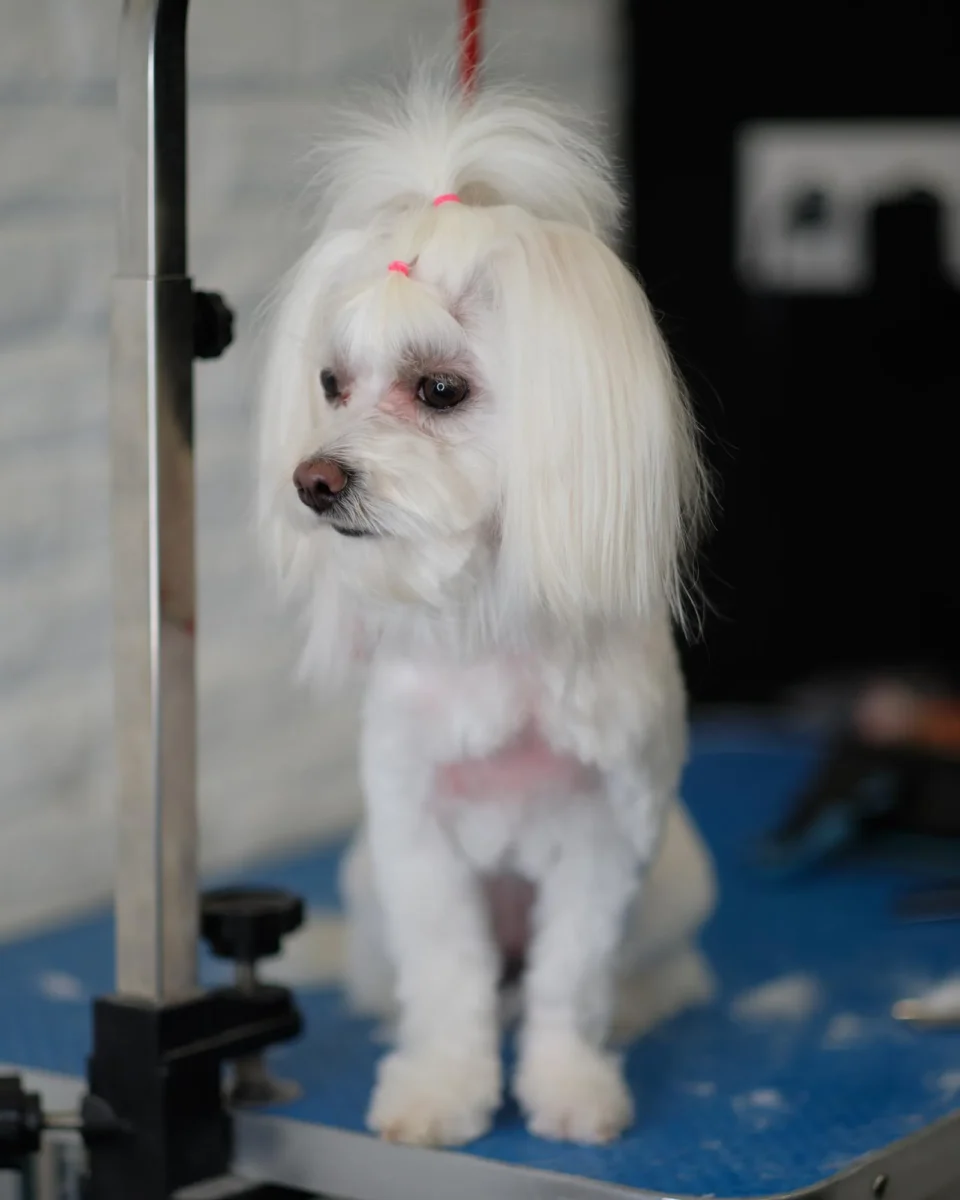 Maltezer Groomed