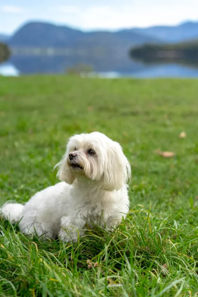 Maltezer In Een Gras Veld