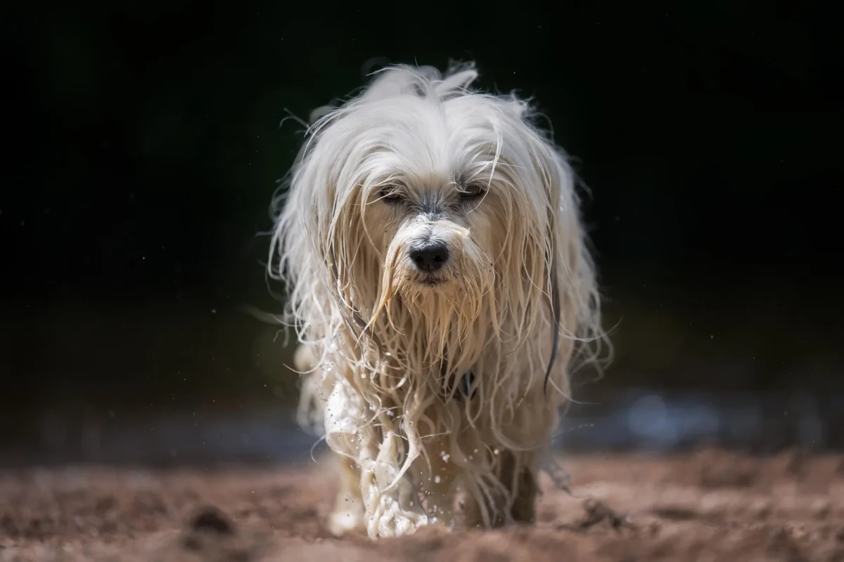Maltezer Puur Portret