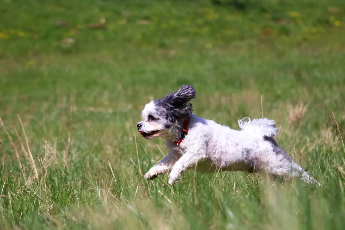 Maltezer Rent In Het Gras