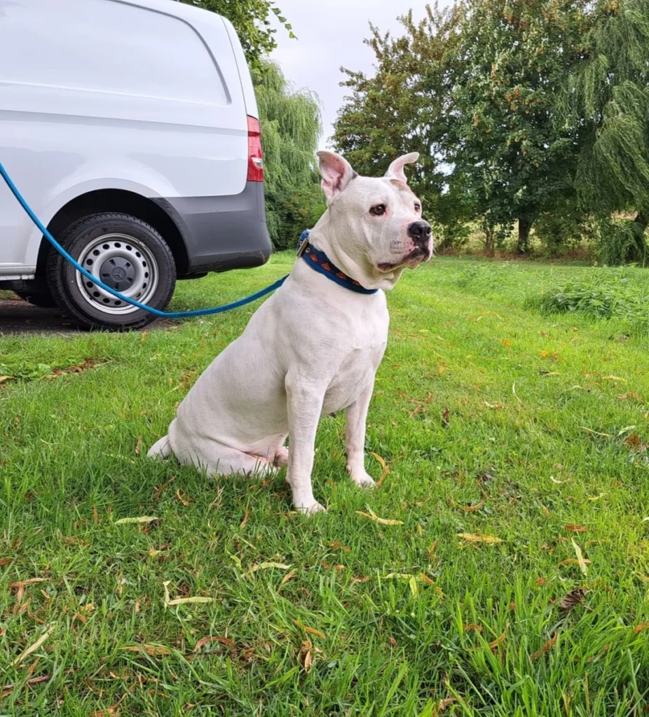 Nero Buiten Op Het Gras A