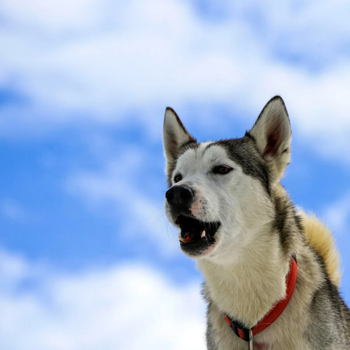 Siberische Huskey Blaffend