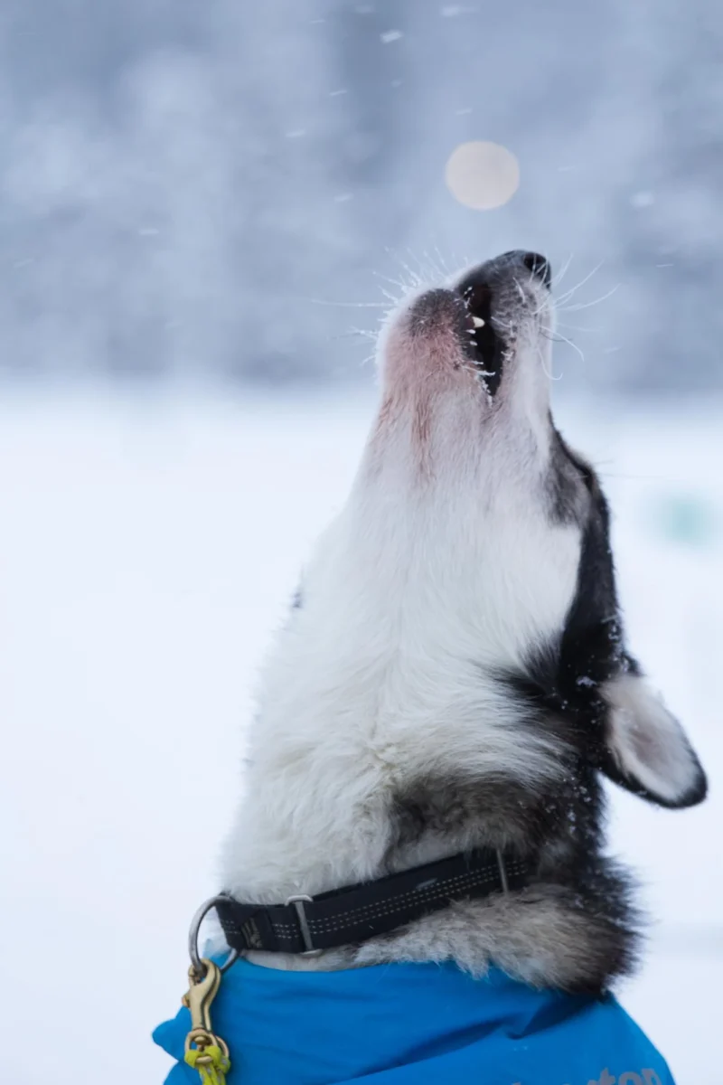 Siberische Huskey Huilt Naar De Wolken