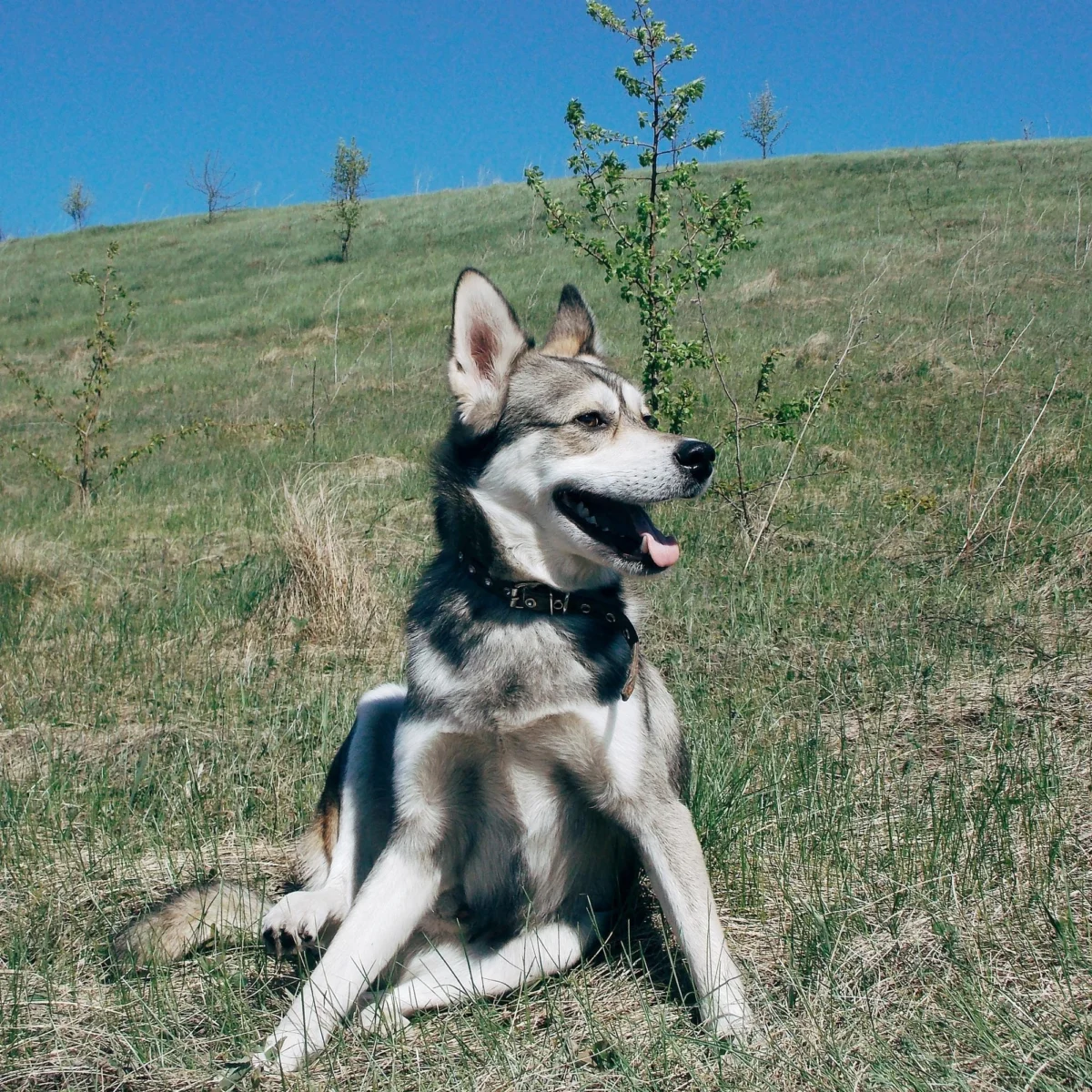 Siberische Huskey Jong In Een BloemenVeld