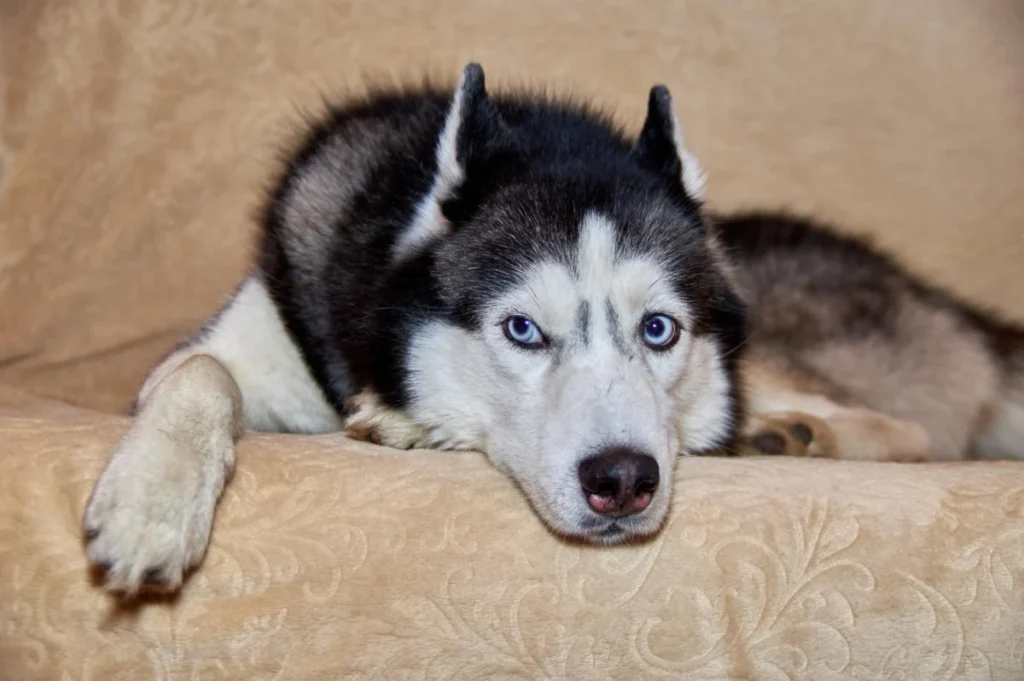 Siberische Huskey Ligt Op Een Zetel