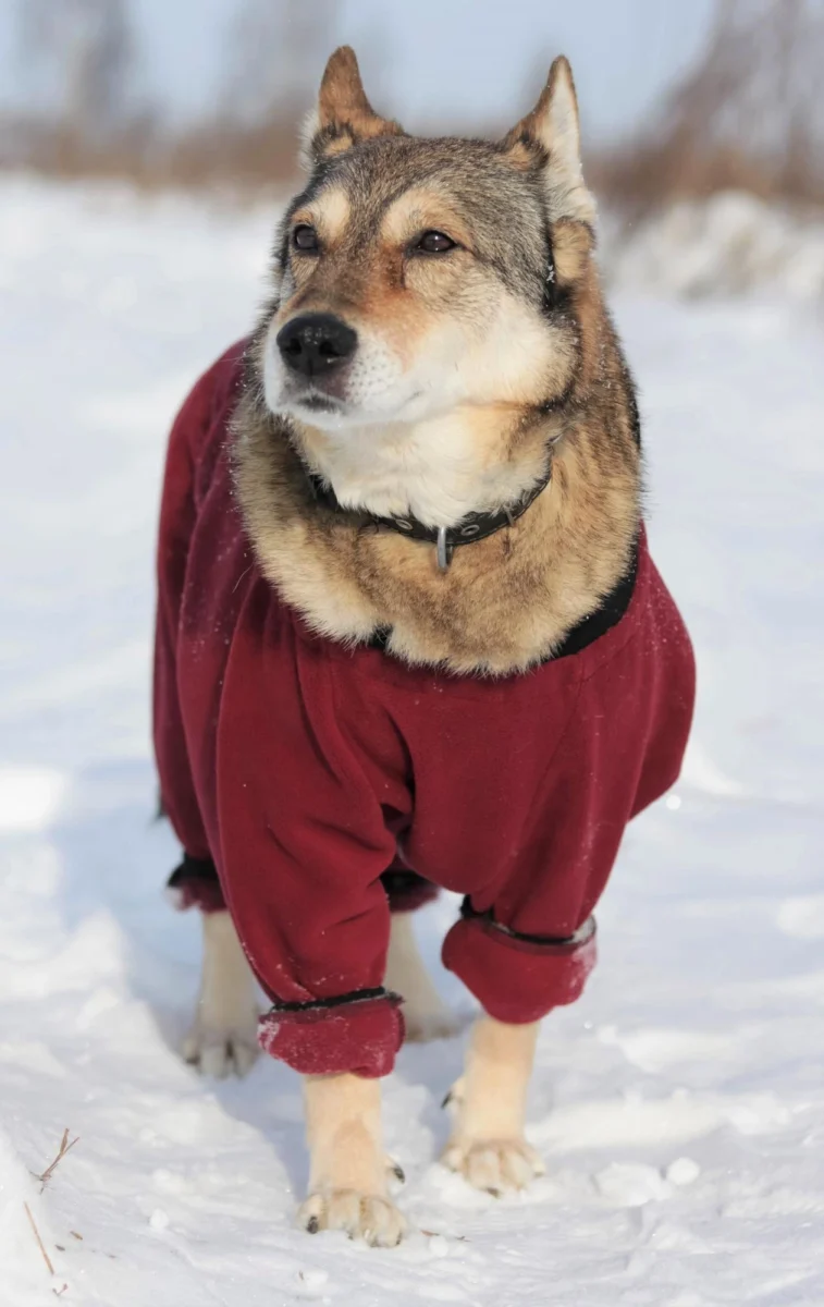 Siberische Huskey Met Trui In Sneeuw