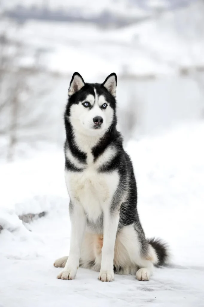Siberische Huskey Portret A