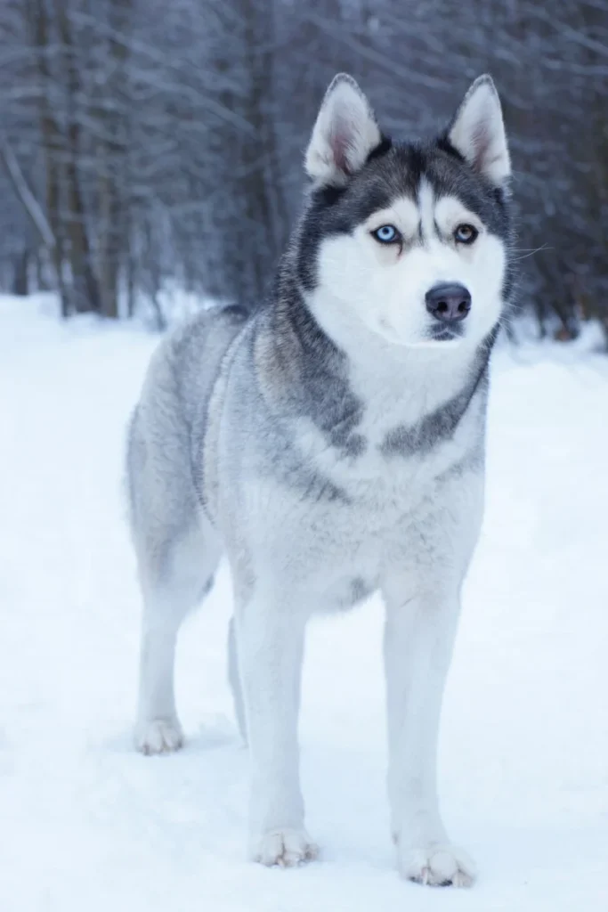 Siberische Huskey Portret In De Sneeuw